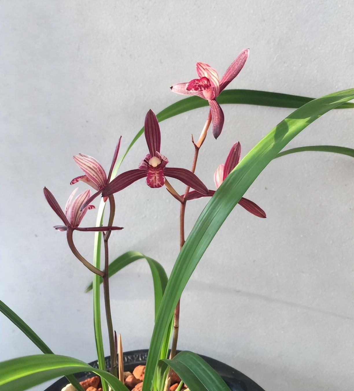 它是建兰"三剑客",珍贵又稀少,不分南北,不挑季节,值得珍藏