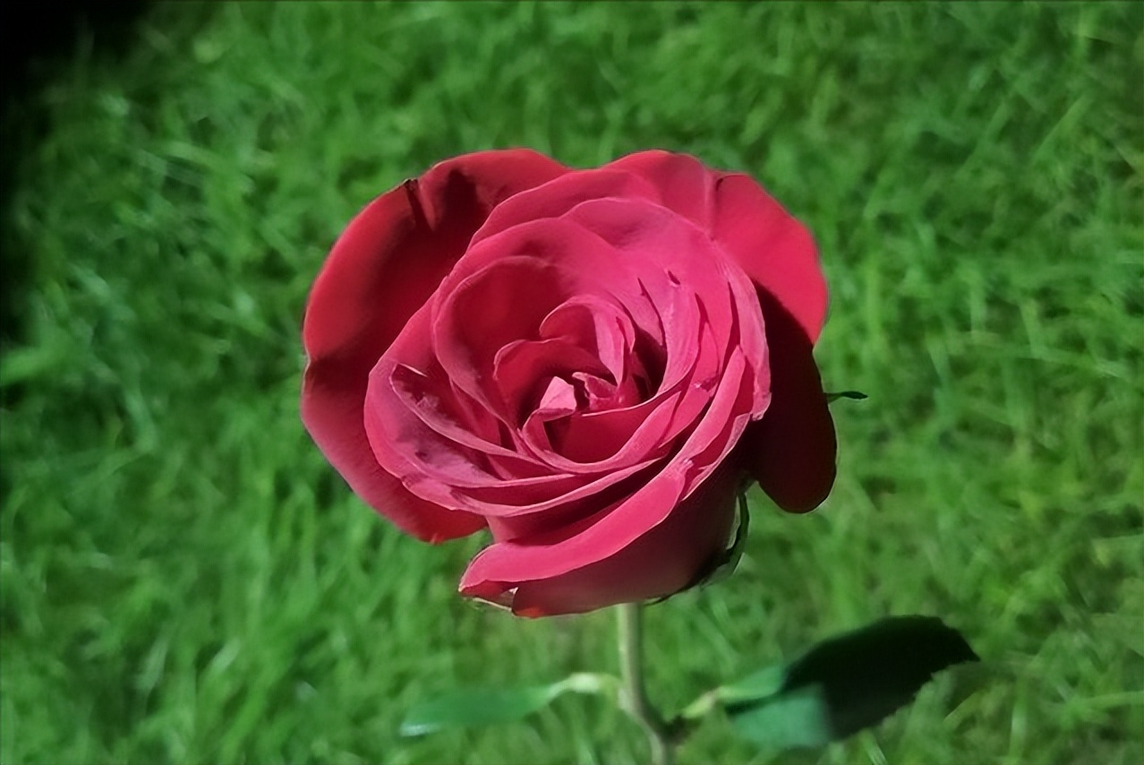 真爱永恒:为何说真正的爱情不会像公司一样破产?