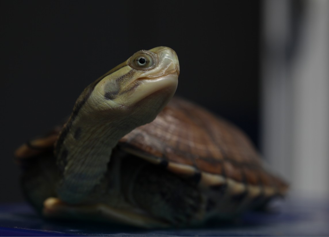 怎么判断乌龟要生蛋?乌龟生蛋时需要注意什么