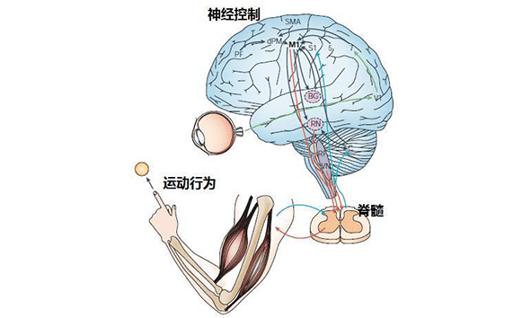 我们经常会听到本体感觉这个词汇,在运动当中正确的运动模式及本体