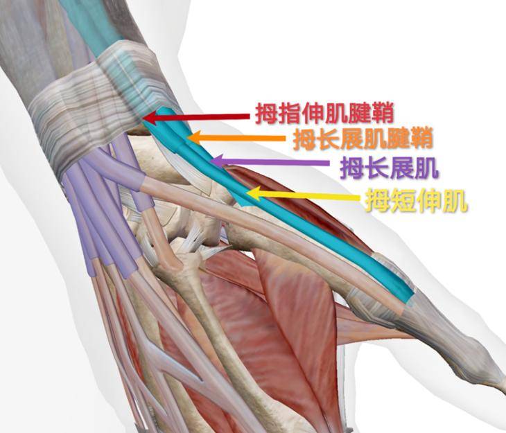 屈肌腱鞘炎图片