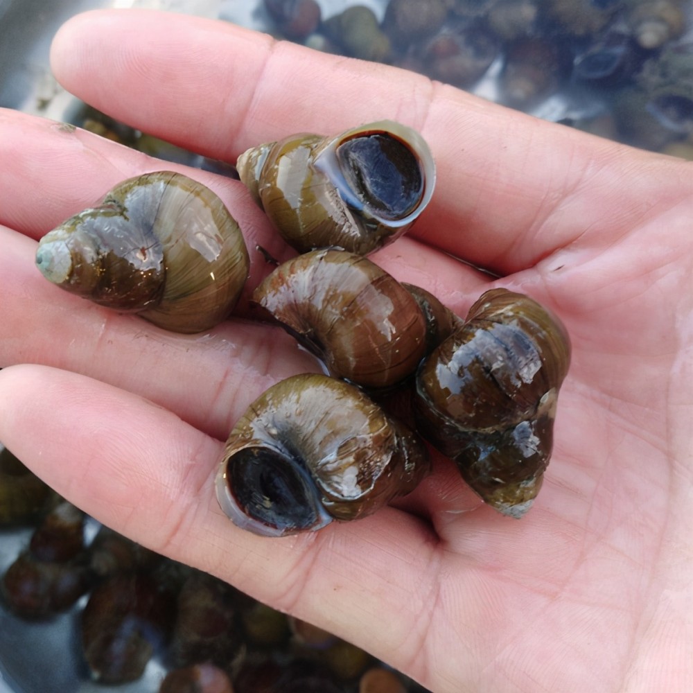 4男子江中捞1000余公斤螺蛳,竟被刑拘了,这是怎么回事?