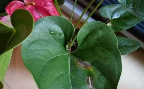 红掌夏季易得这种恶劣病害,一旦感染很难根治恢复,不预防损失重