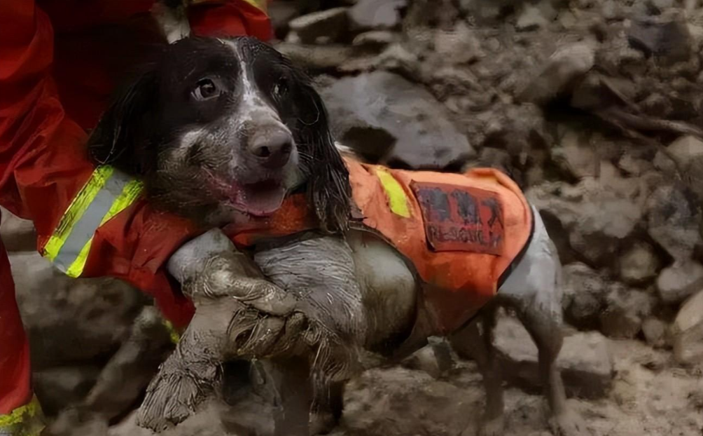 《犬王》导演姚守岗:为艺术炸死功勋犬,笑着说心里其实也不好受