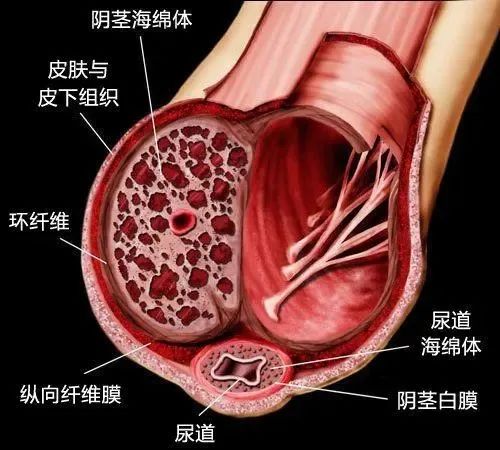 男人的小丁丁立起来图片