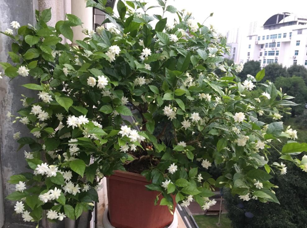 俗语"三绿家中放,福到财势旺",是啥意思?家中的绿植该怎么放