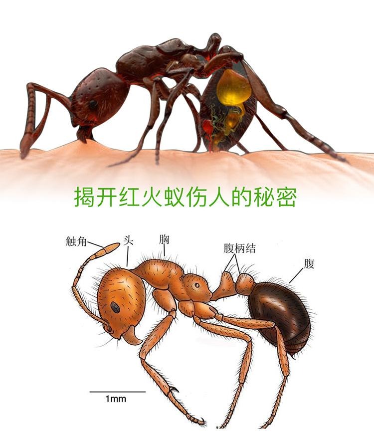 紅火蟻入侵了中國12省,一窩數量能達30萬隻,南方已經