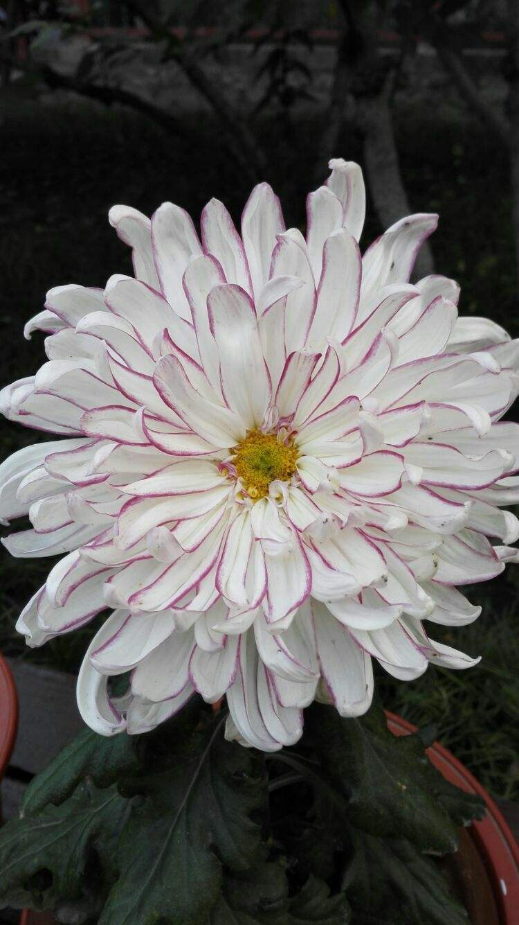 玉壶春菊花,花朵玉白与淡玫红色相间条丝,形状如同玉壶