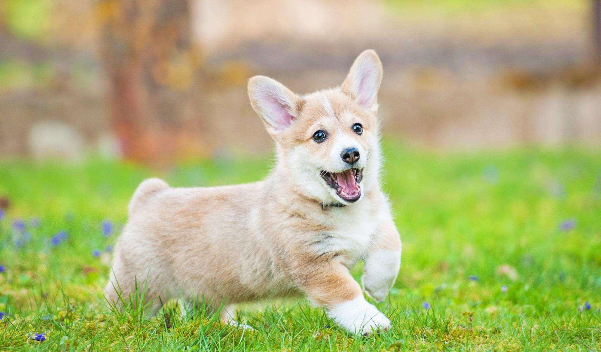 家长摔死扑倒孩子的宠物狗,狗主人痛哭