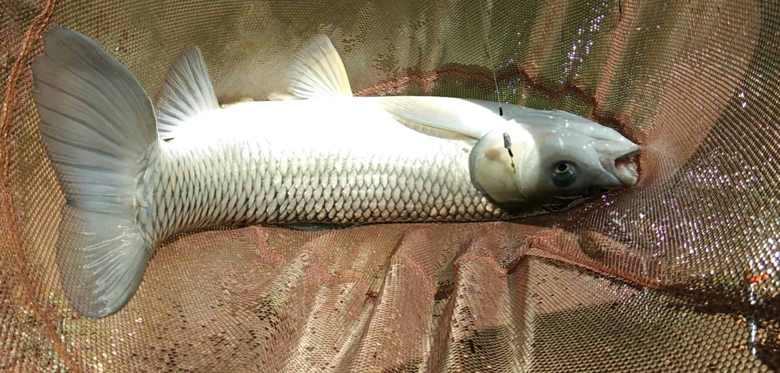 大鱼的吃口很稳