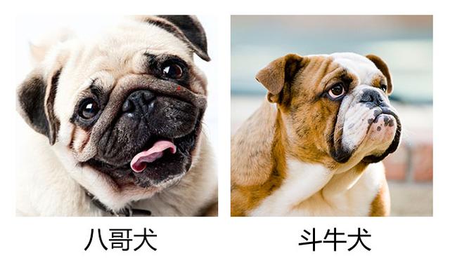 巴哥和斗牛犬杂交图片图片