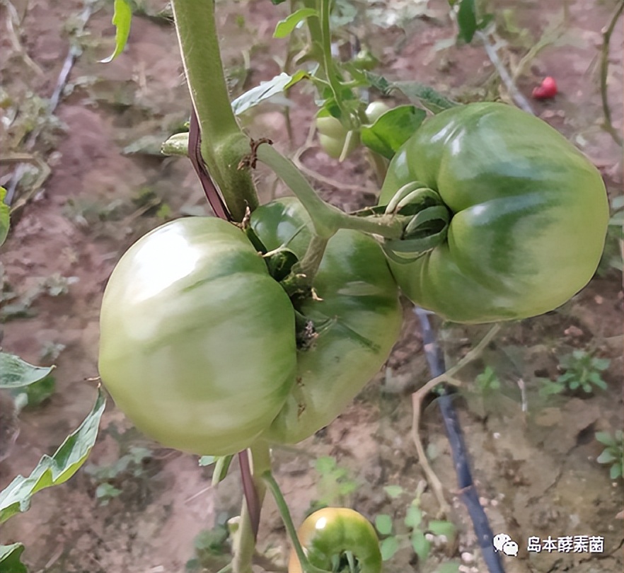 西红柿僵果,空心果什么原因?