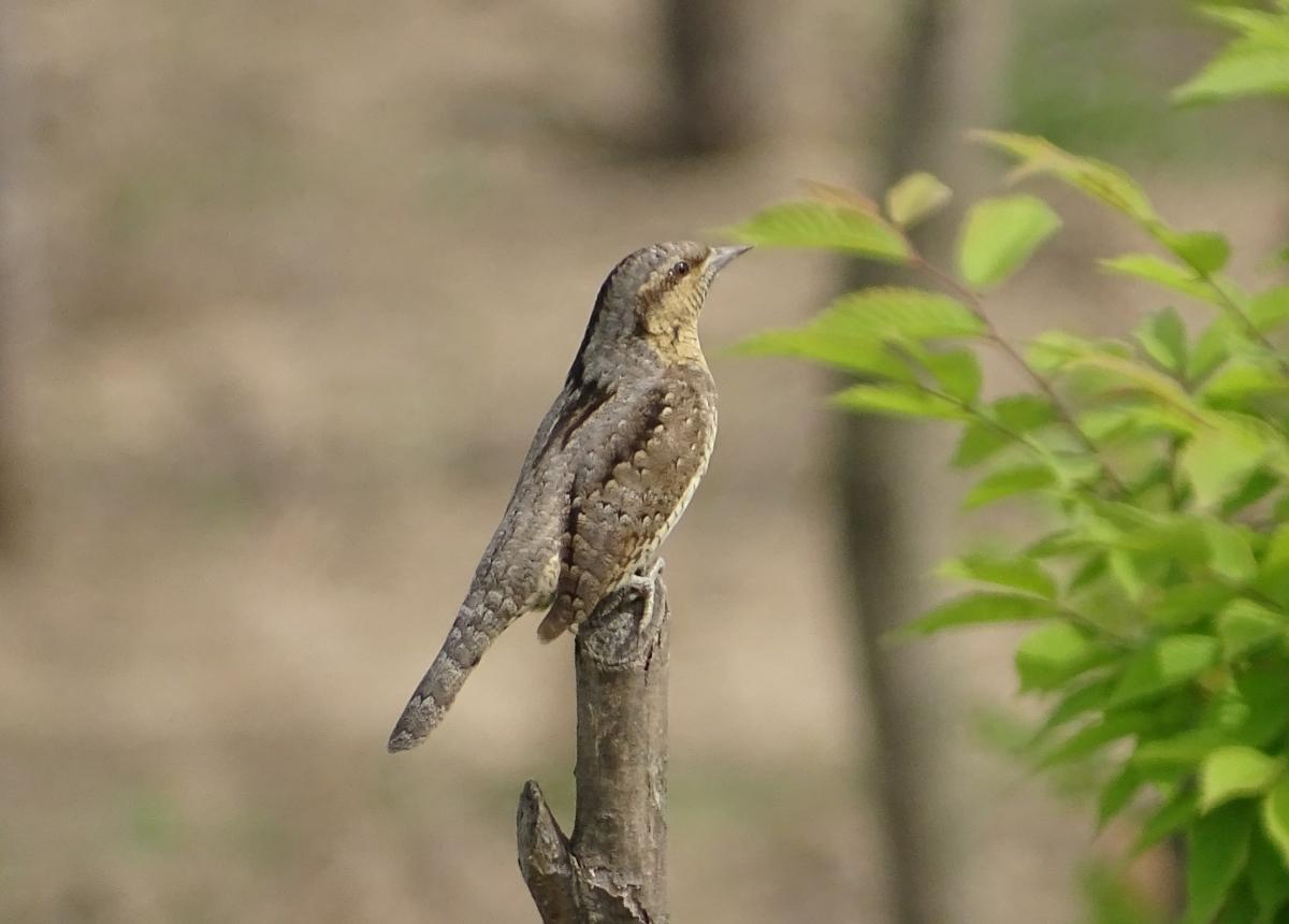 这鸟柔韧度惊人,能将脖子旋转360°,骨头"咔咔"作响也不怕!