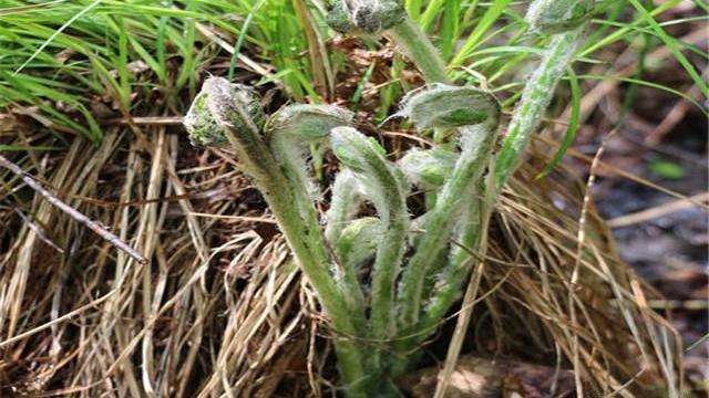 薇菜的种植与管理 - 2020年最新商品信息聚合专区 - 百度爱采购