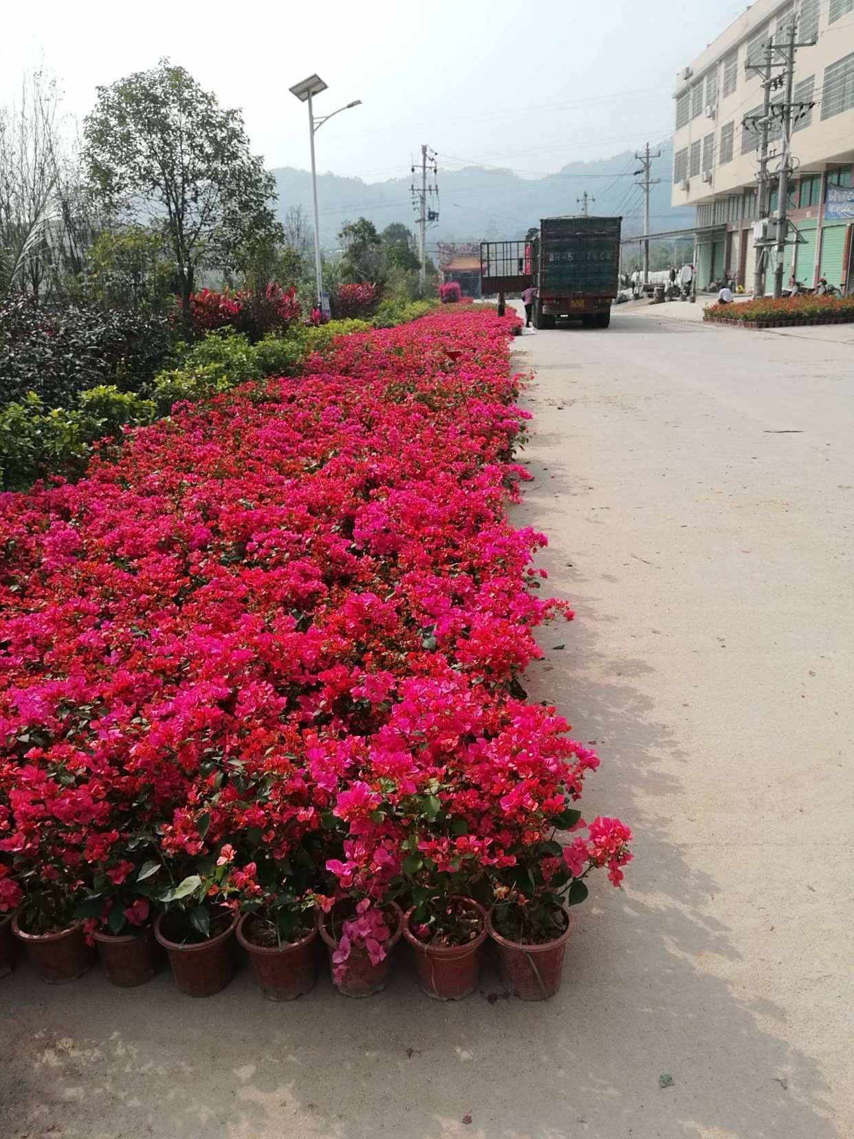 同安红是一种怎样的品种,为什么这么多人喜欢它?