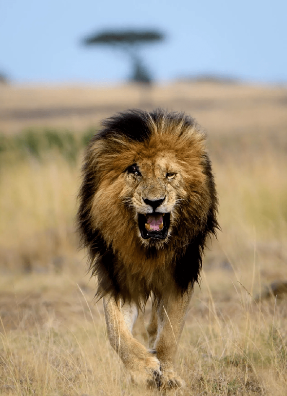 狮王刀疤:狮群称王达9年,同时控制5个狮群,一生为王,终得善终