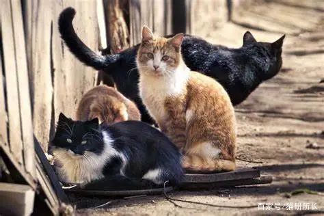 想接二猫又怕原住民关系不合？看这一篇就够了