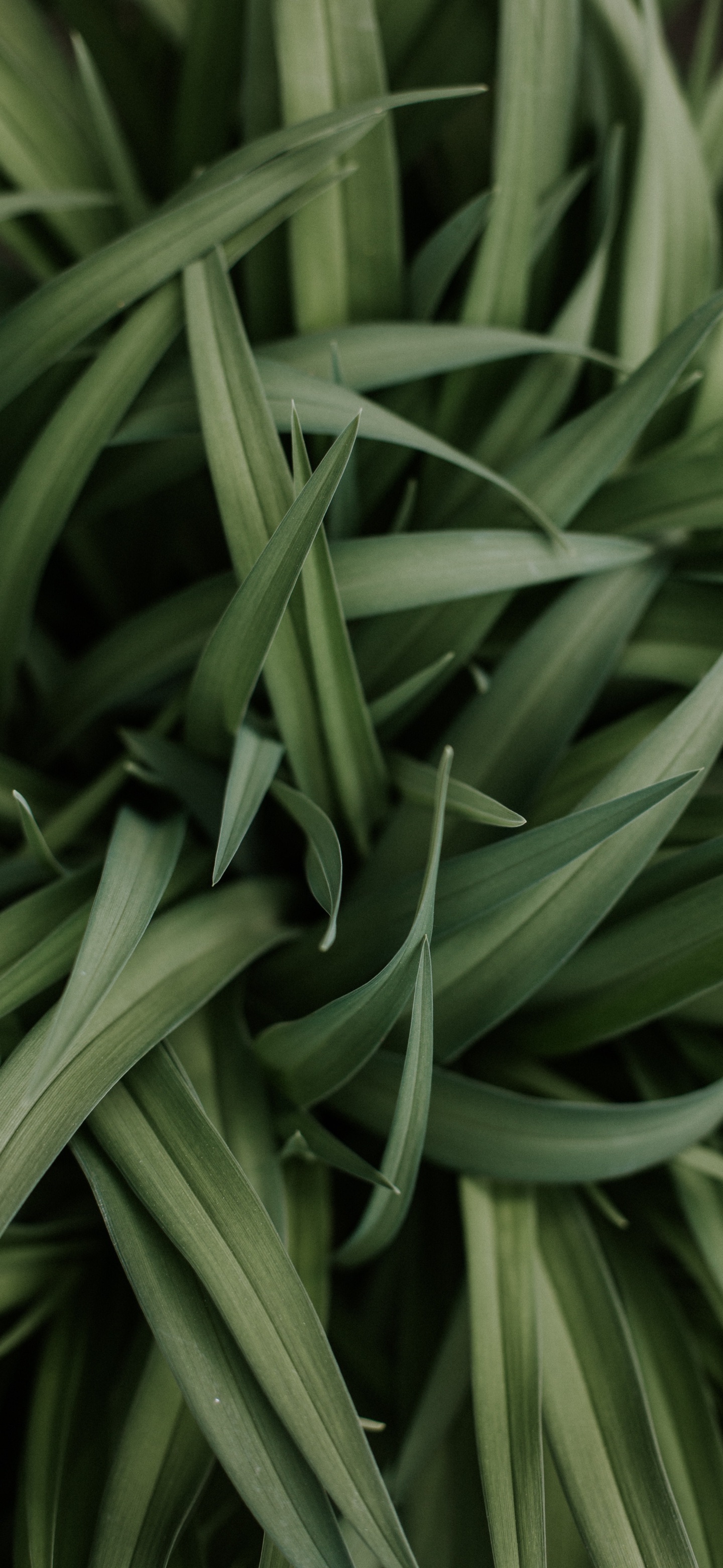 绿色护眼壁纸|生机盎然的色彩