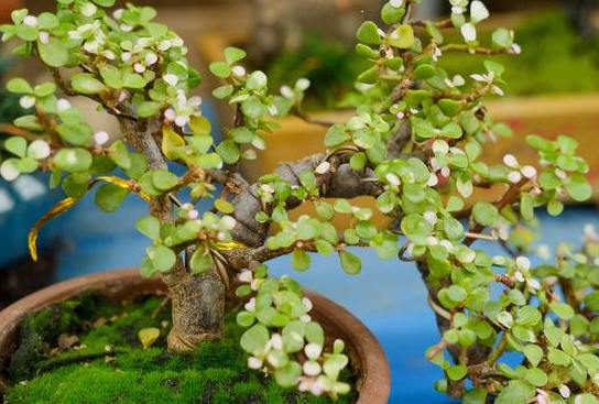 金枝玉叶的种植技巧有"2个",叶子多株型优美,年年旺盛寓意好