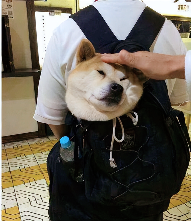 当你摸狗狗的"头部",它内心是这样想的