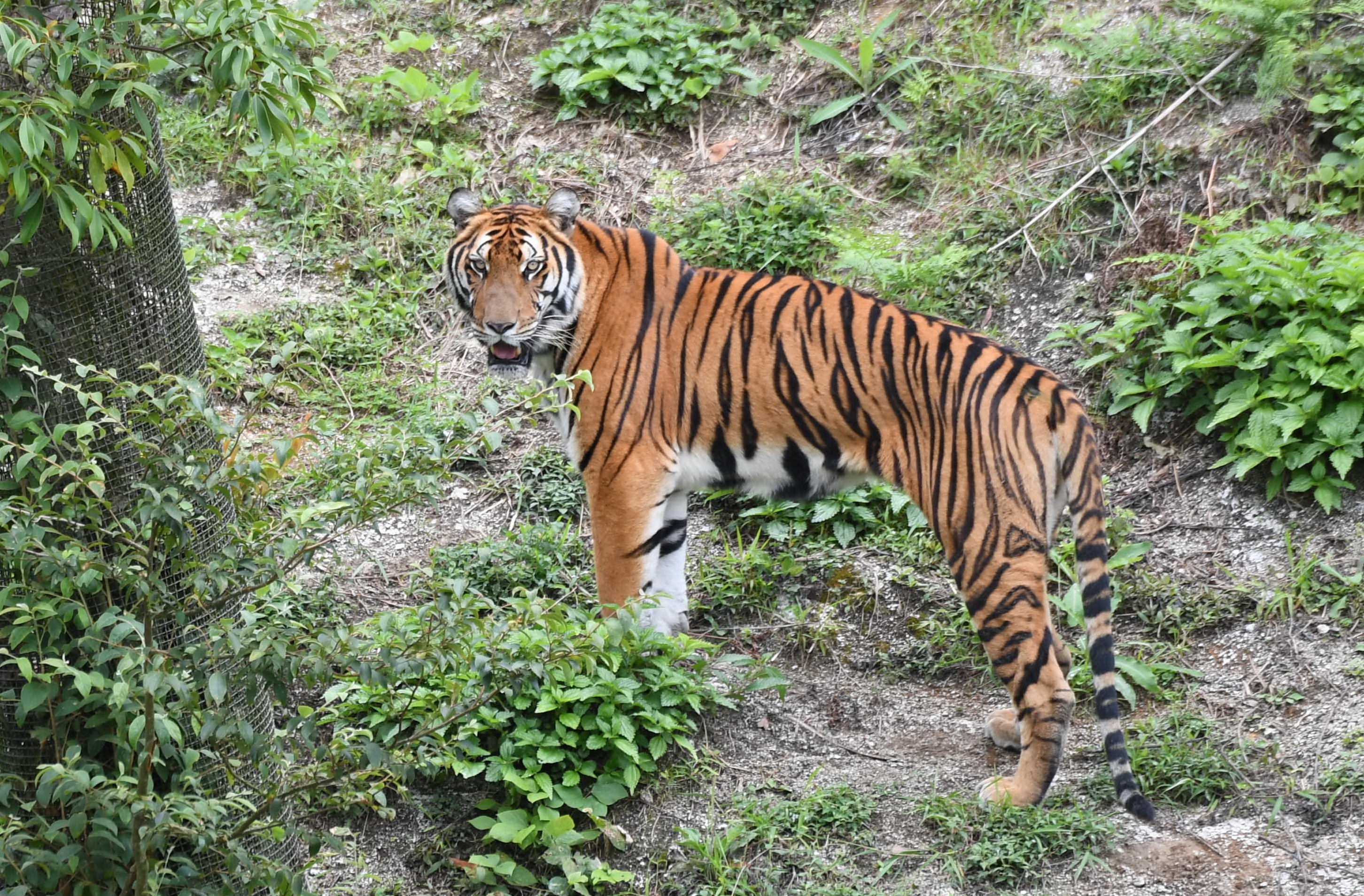 福建龙岩:青山深处的"中国虎园"(1)