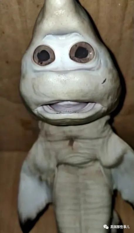 印尼一条鲨鱼竟然长着"人脸",这画风也过于猎奇了吧