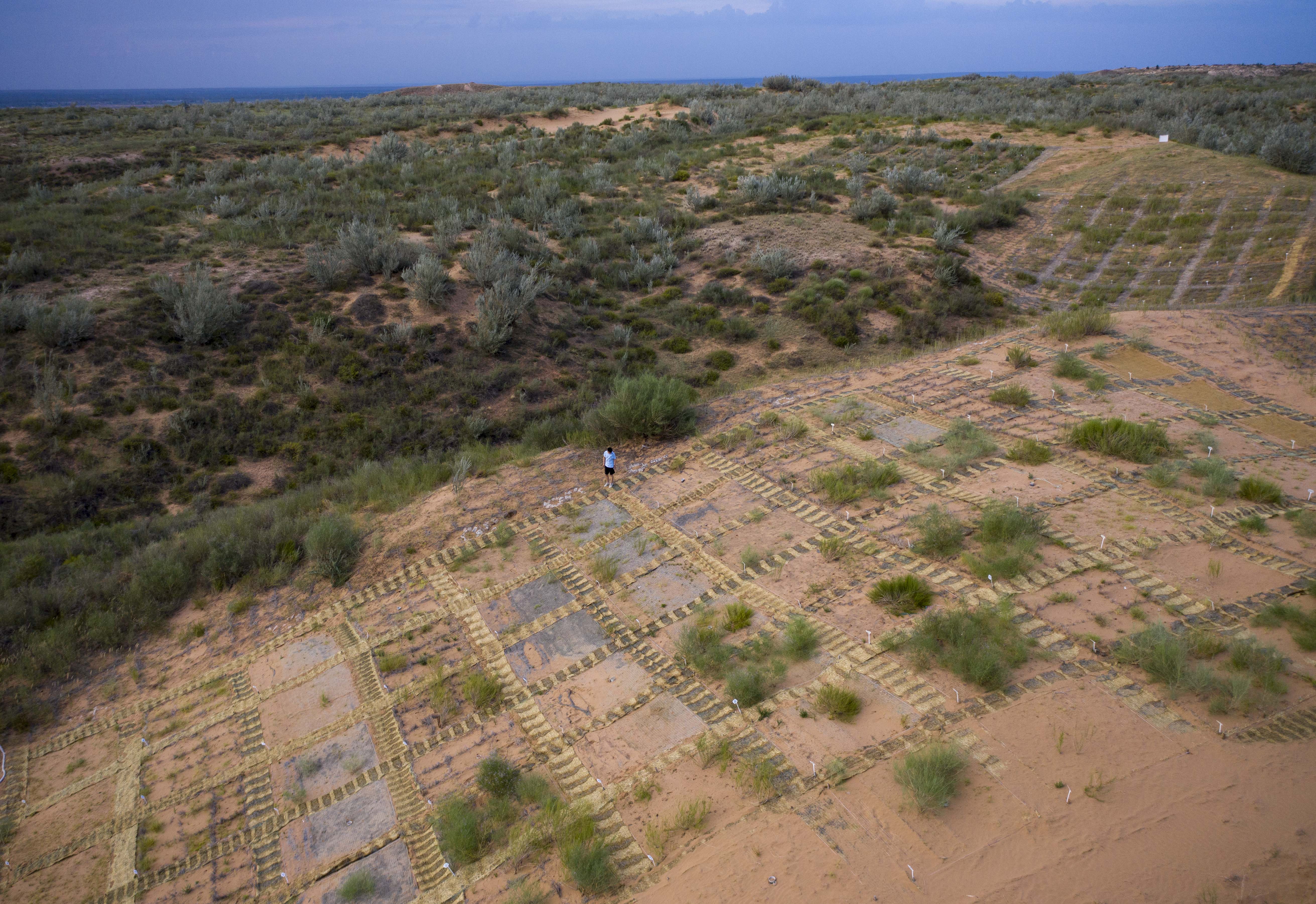 毛乌素沙地科研忙 沙漠再无盐池黄(6)