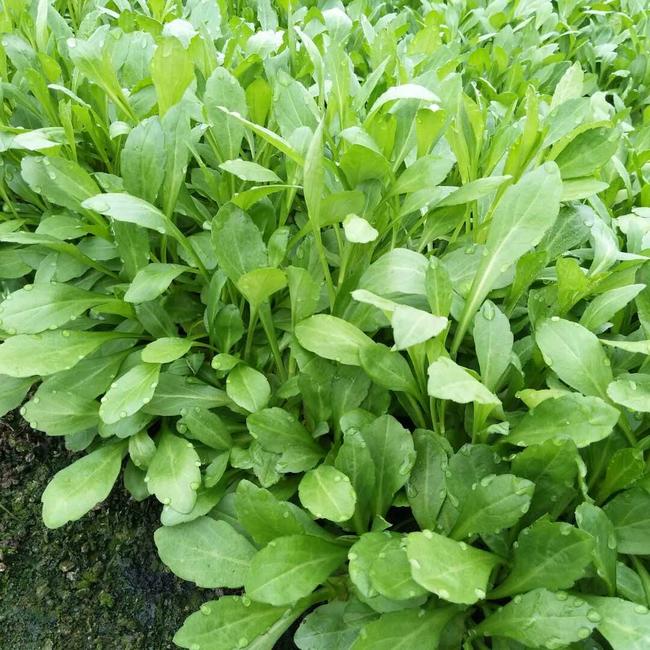 秋天了,女性不妨多吃3种食物,营养丰富,补益身体,好吃又健康