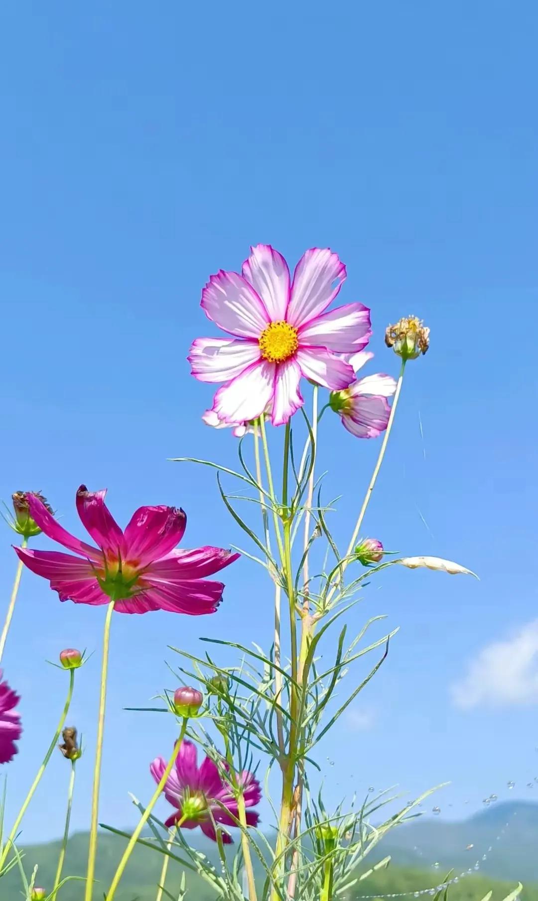 格桑花手机壁纸清新图片