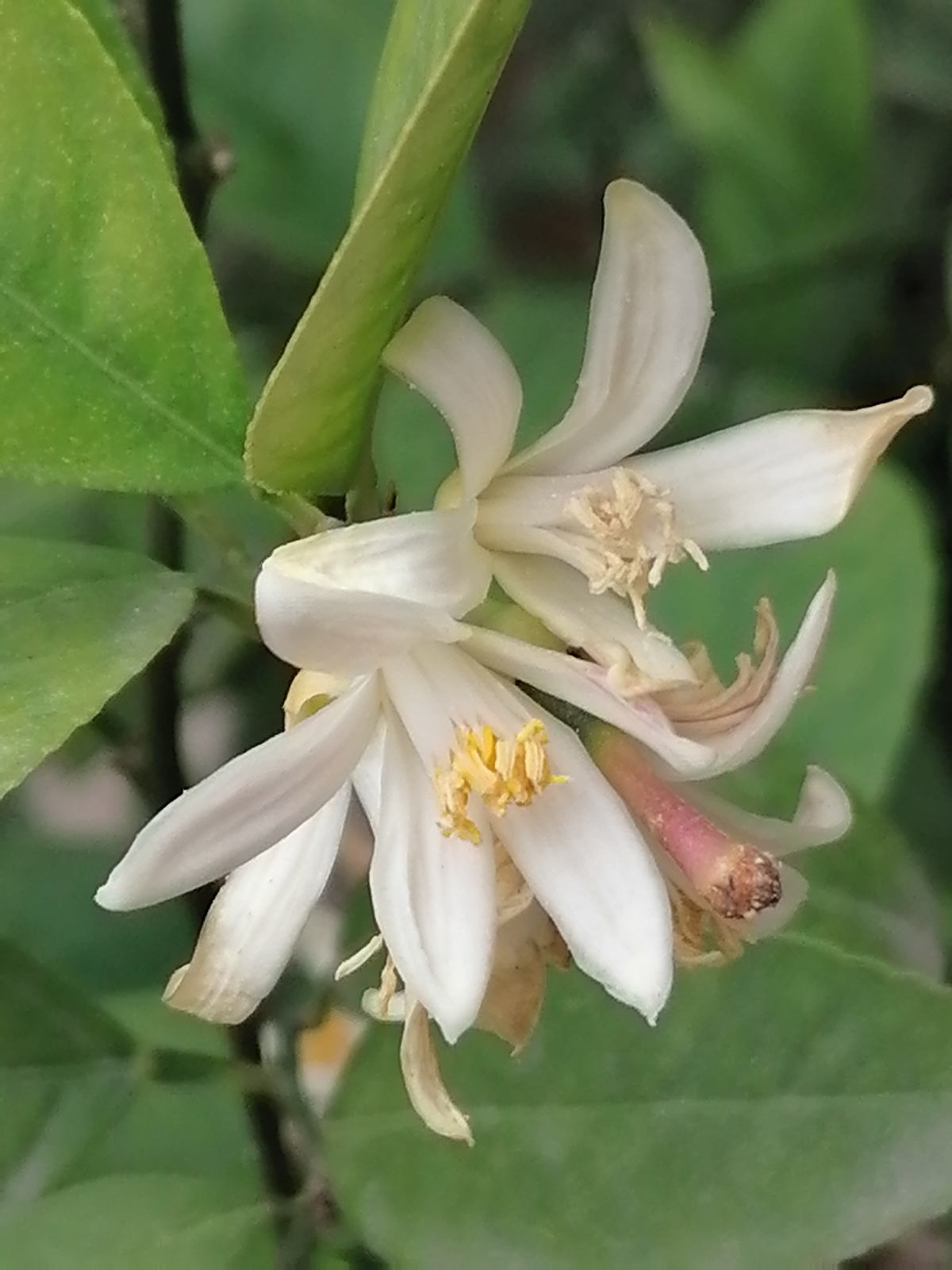 家里养盆"香香花",像是喷了法国香水,清新好闻心情也好