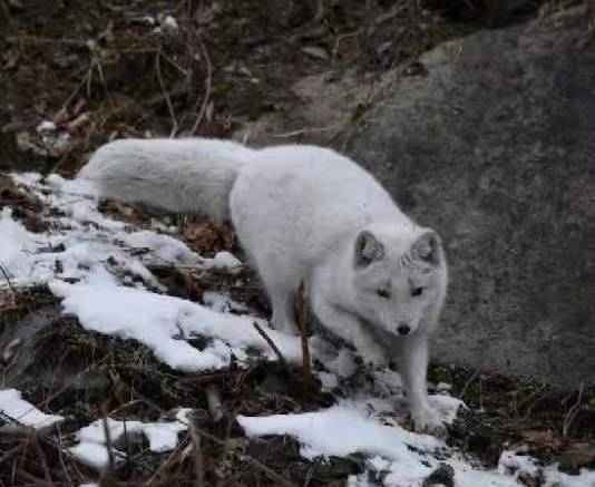 北京频现"狐仙",都是来自"人间"!这种行为或触犯法律