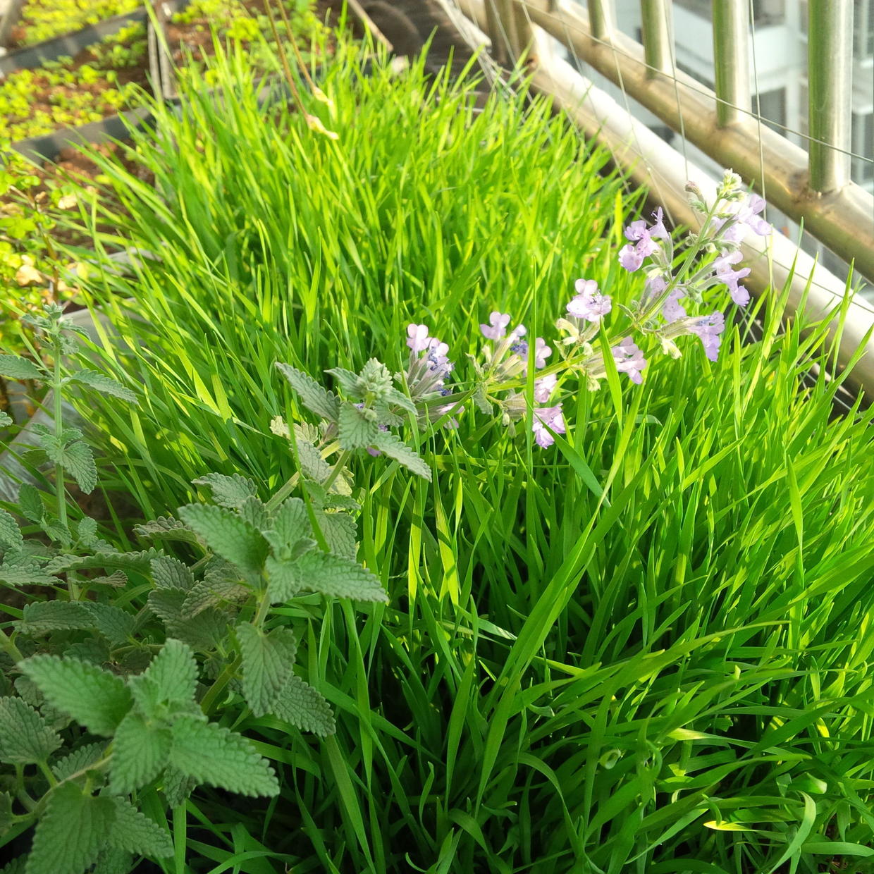 陽臺種這種紫花香草植物,香味放鬆身心,還能驅蚊驅跳蚤