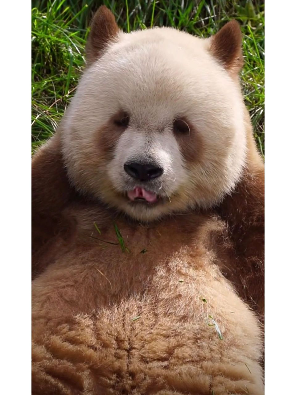 每天认识一只大熊猫:七仔① 全球唯一圈养棕色大熊猫,巧克力七仔 后面