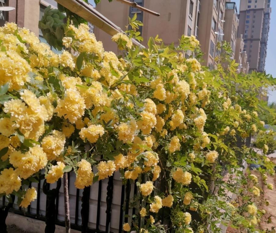 花卉霸主木香花