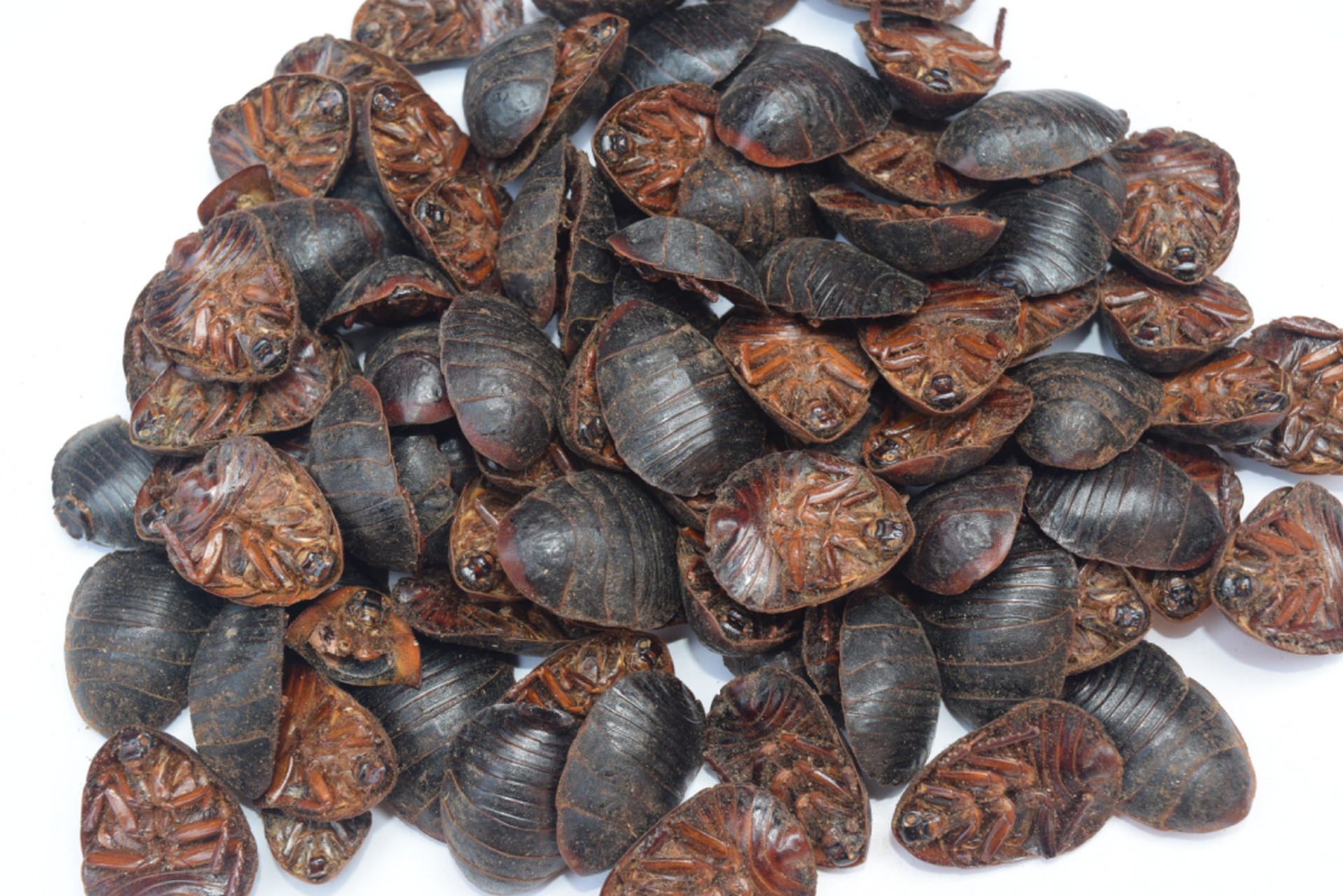 癌症最怕它   土鳖虫,又叫土元,是农村土灶里非常常见的一种虫子,它