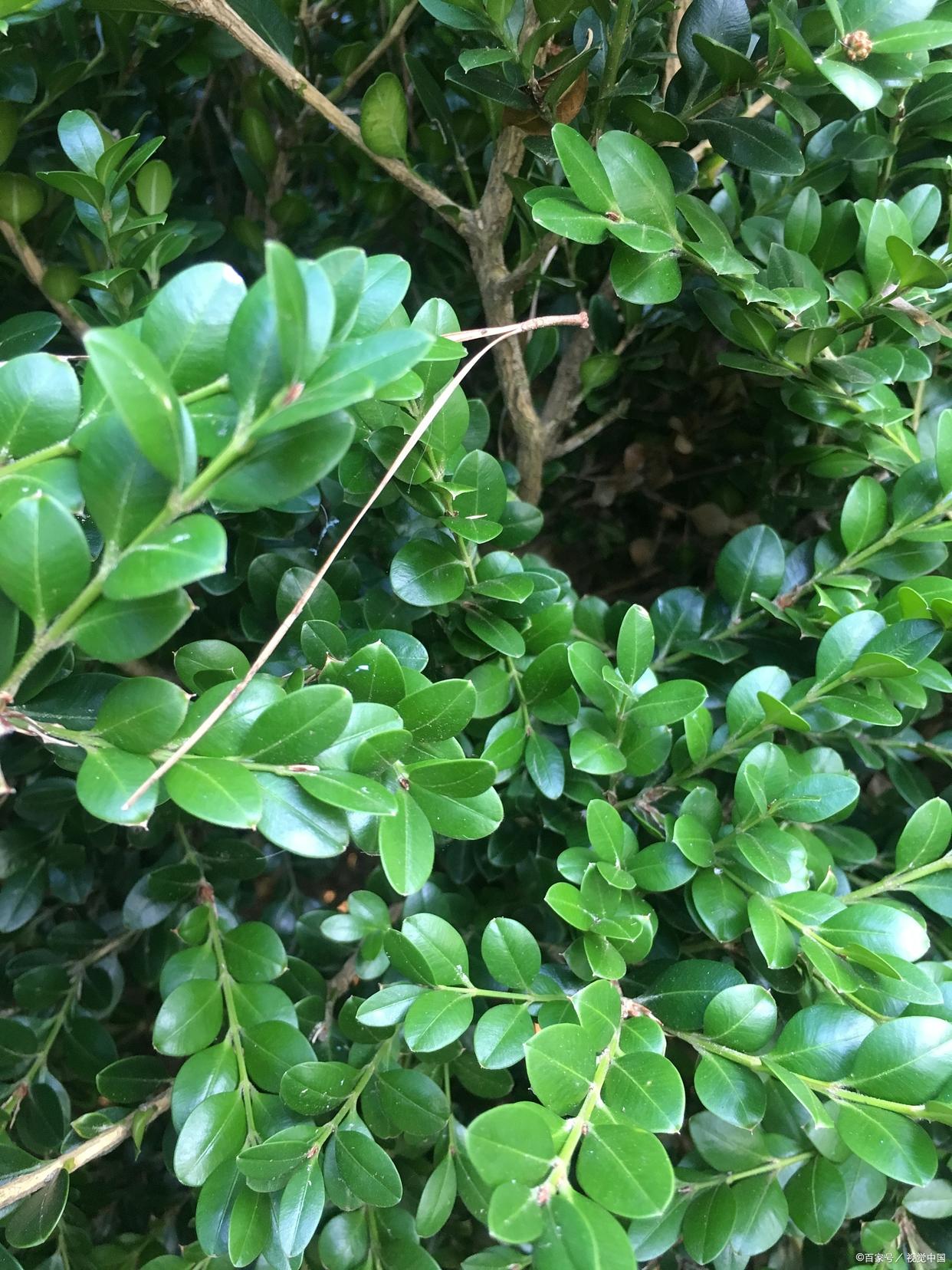 胡椒木养护及注意事项!