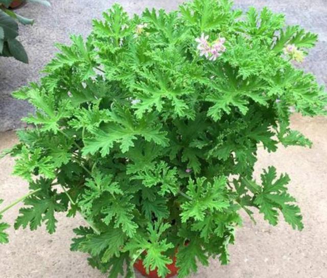 驱蚊草怎么养呢?