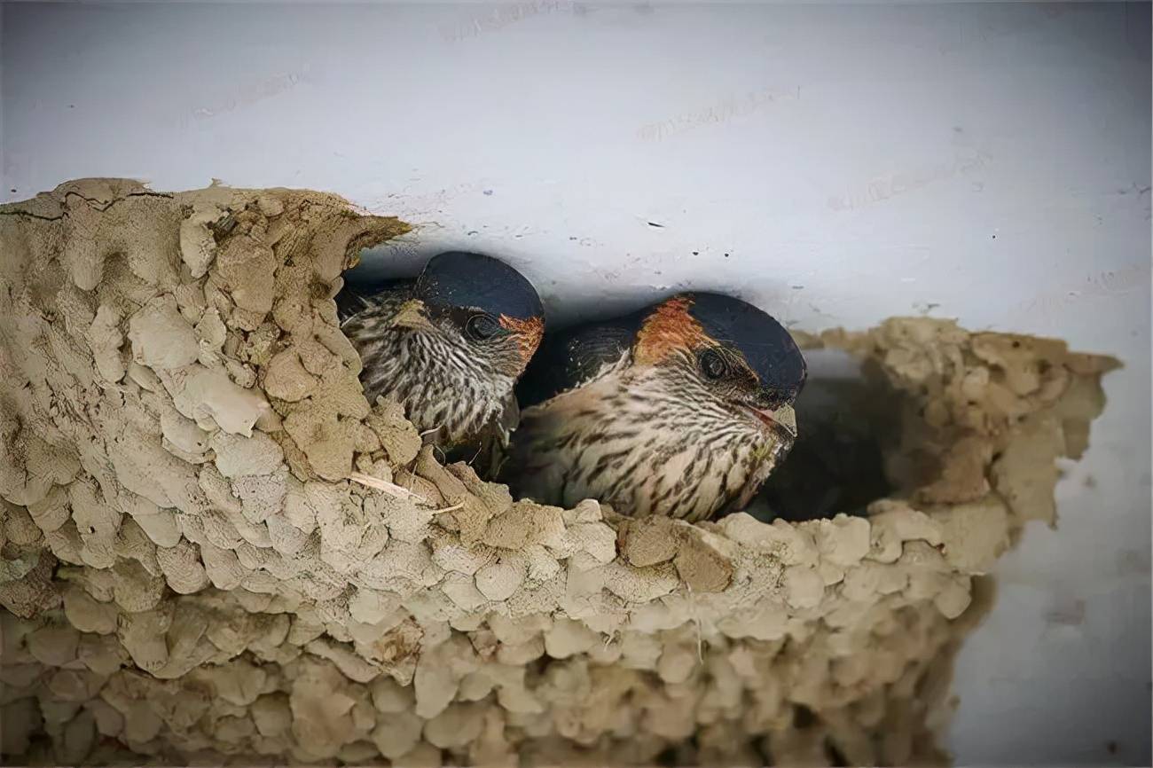 国人吃货对食材的包容性很强,但为啥没人吃燕子呢?燕子能吃吗?