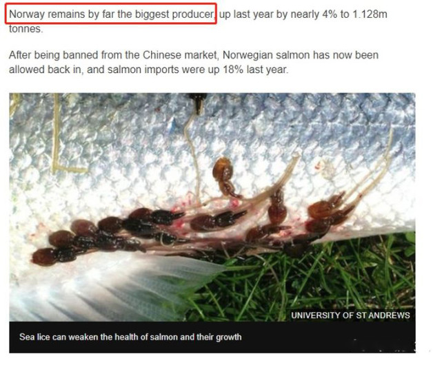 挪威三文鱼渔场被曝鱼身布满鱼虱,未来食用三文鱼还安全吗?