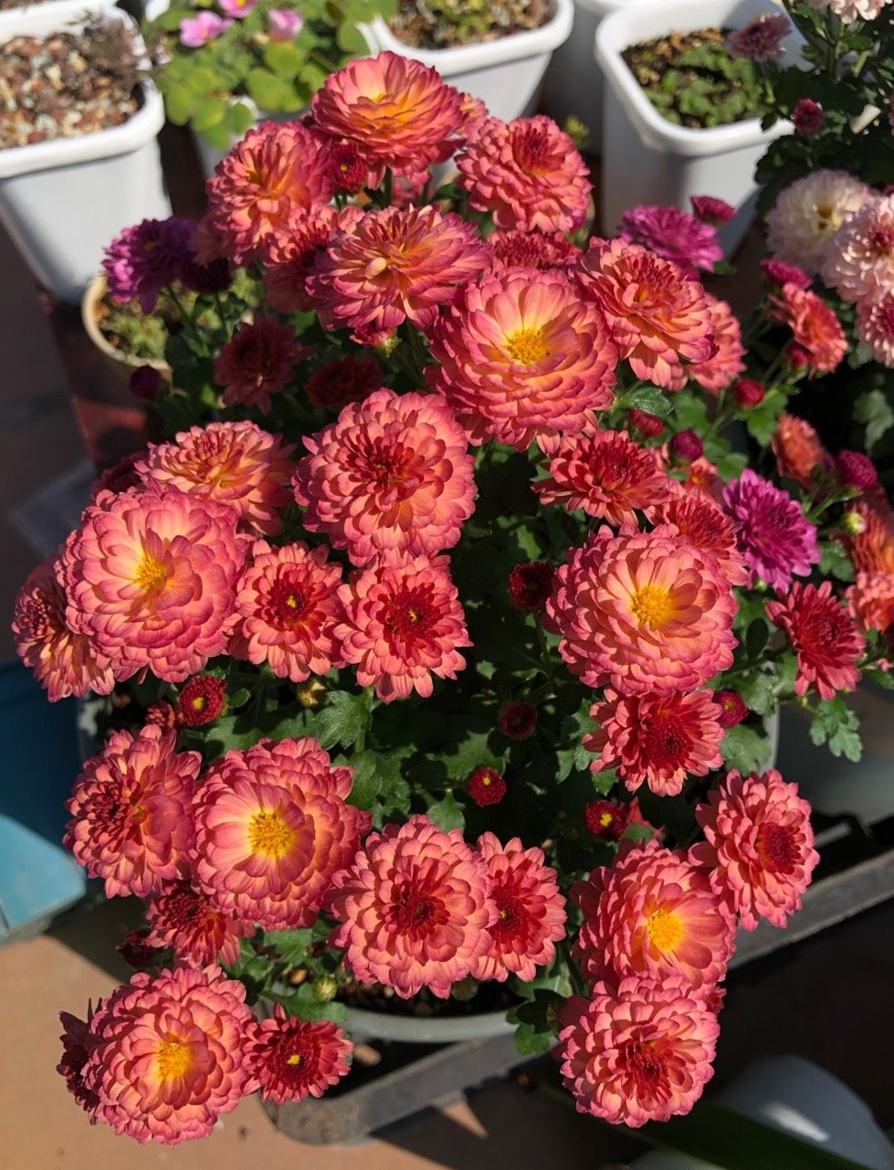 新型盆栽植物"球菊",花朵又美又可爱,阳台养一棵,三季有花赏