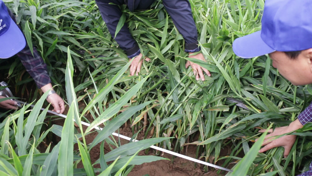 现场测产选择随机取样,一米姜地种植长度960米,每米5墩大姜,顺姜沟取