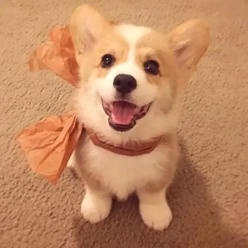 柯基和法斗建议养那个?两只都是小可爱,但这些区别供你参考