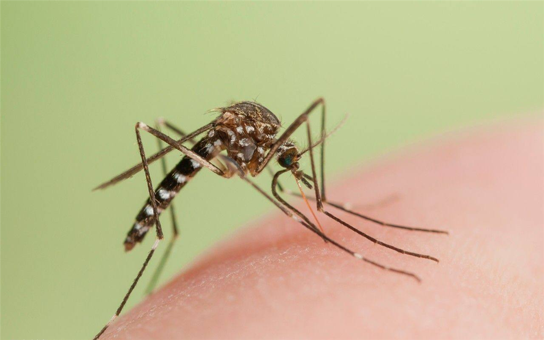 蚊子在地球上有啥用?如果全部灭绝了会怎么样?