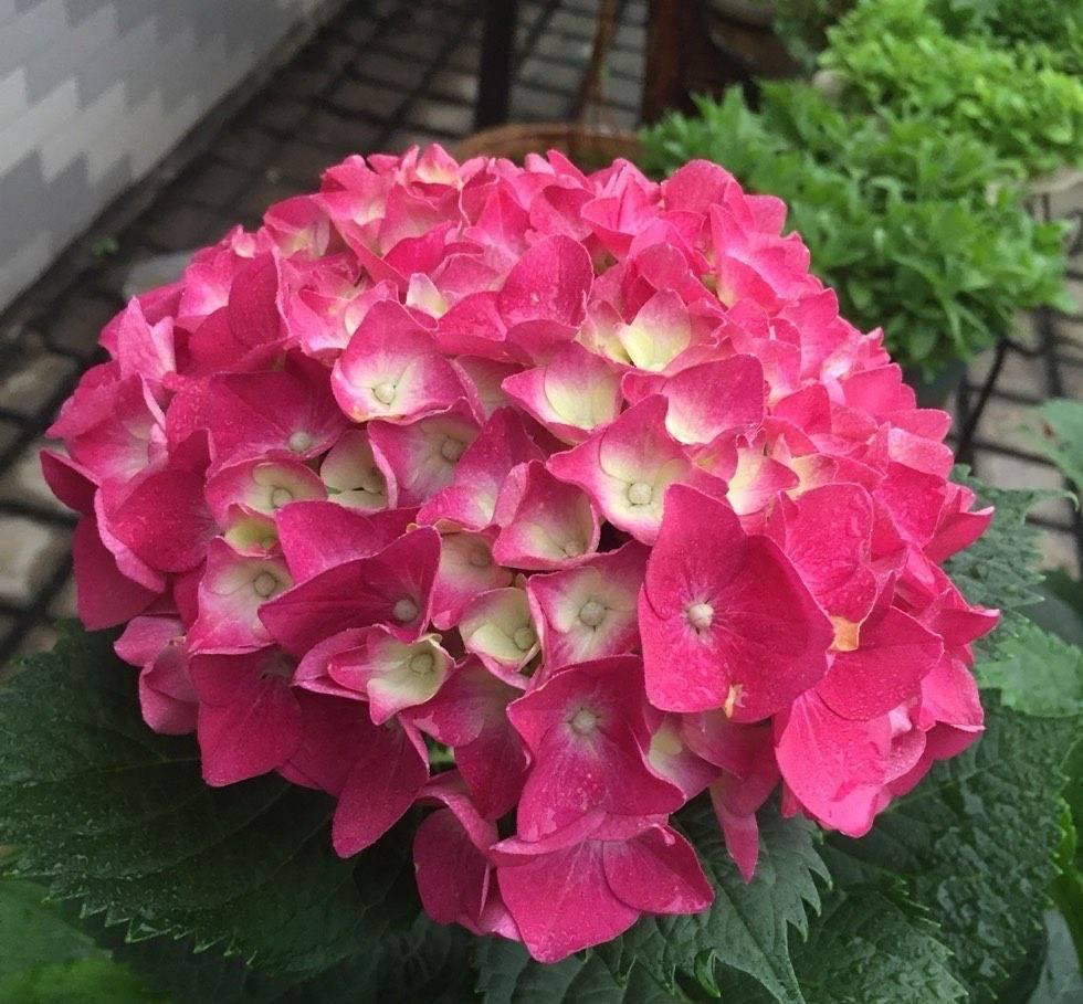 喜欢绣球花,就养"玫红妈妈",颜值高,花期长,新手首选