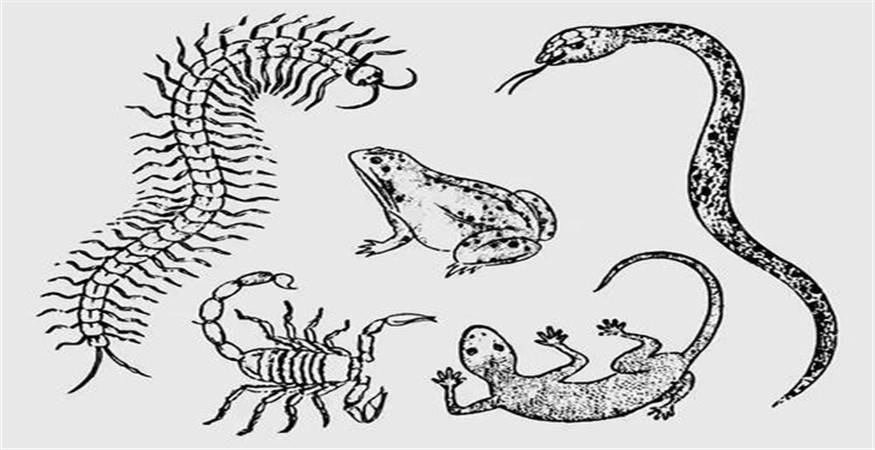 蜈蚣毒不死大公鸡,到底是鸡段位有多高?