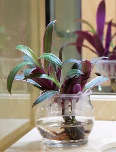 水培植物品种大全,可以水培的植物差不多都在这里了