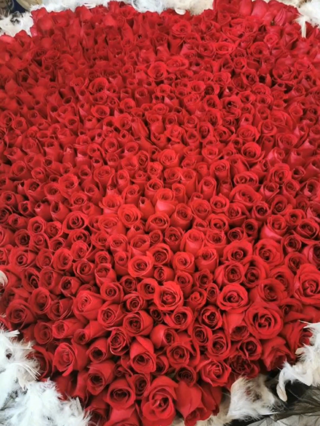 九百九十九朵玫瑰背后的故事