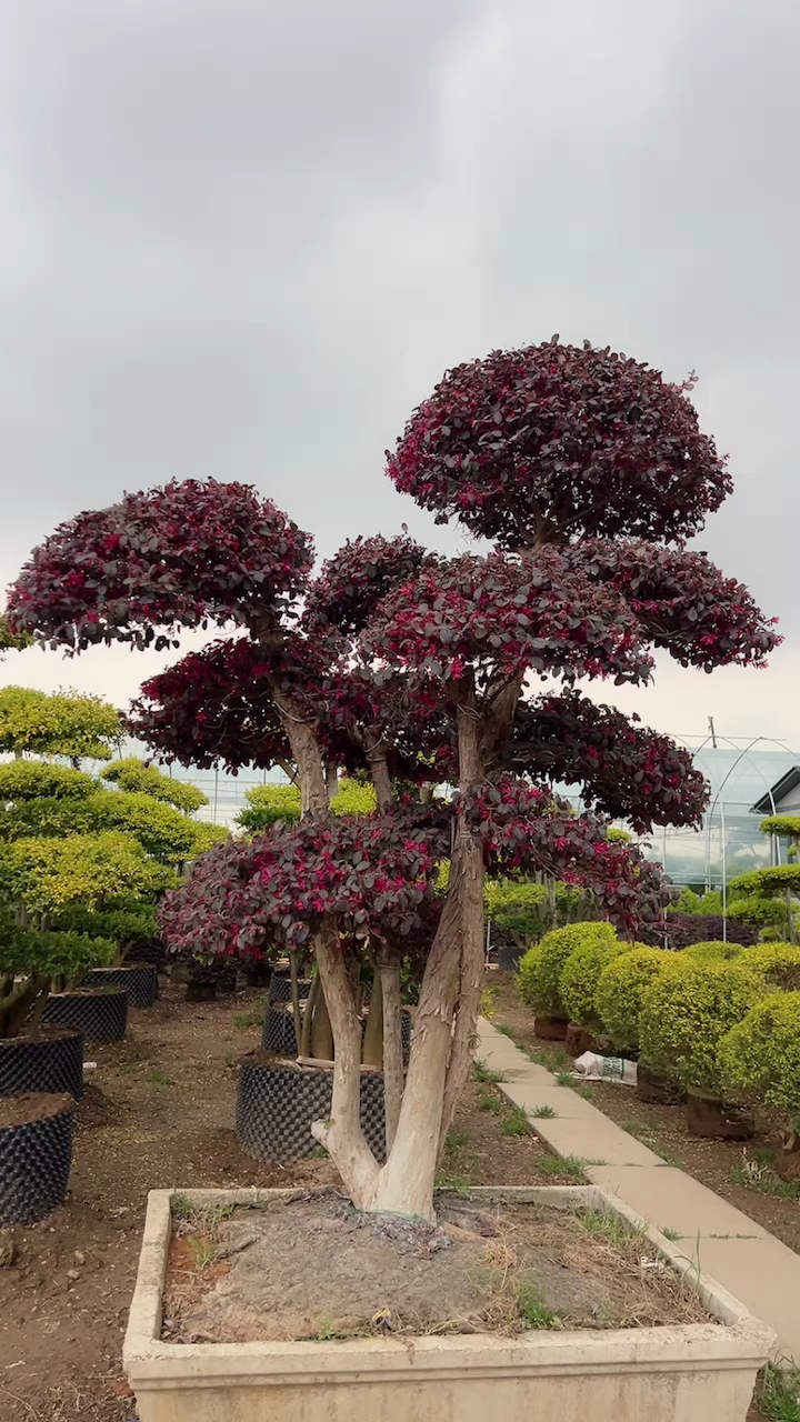 红花继木造型树四季不落叶红红火火适合庭院别墅农家小院绿化栽植