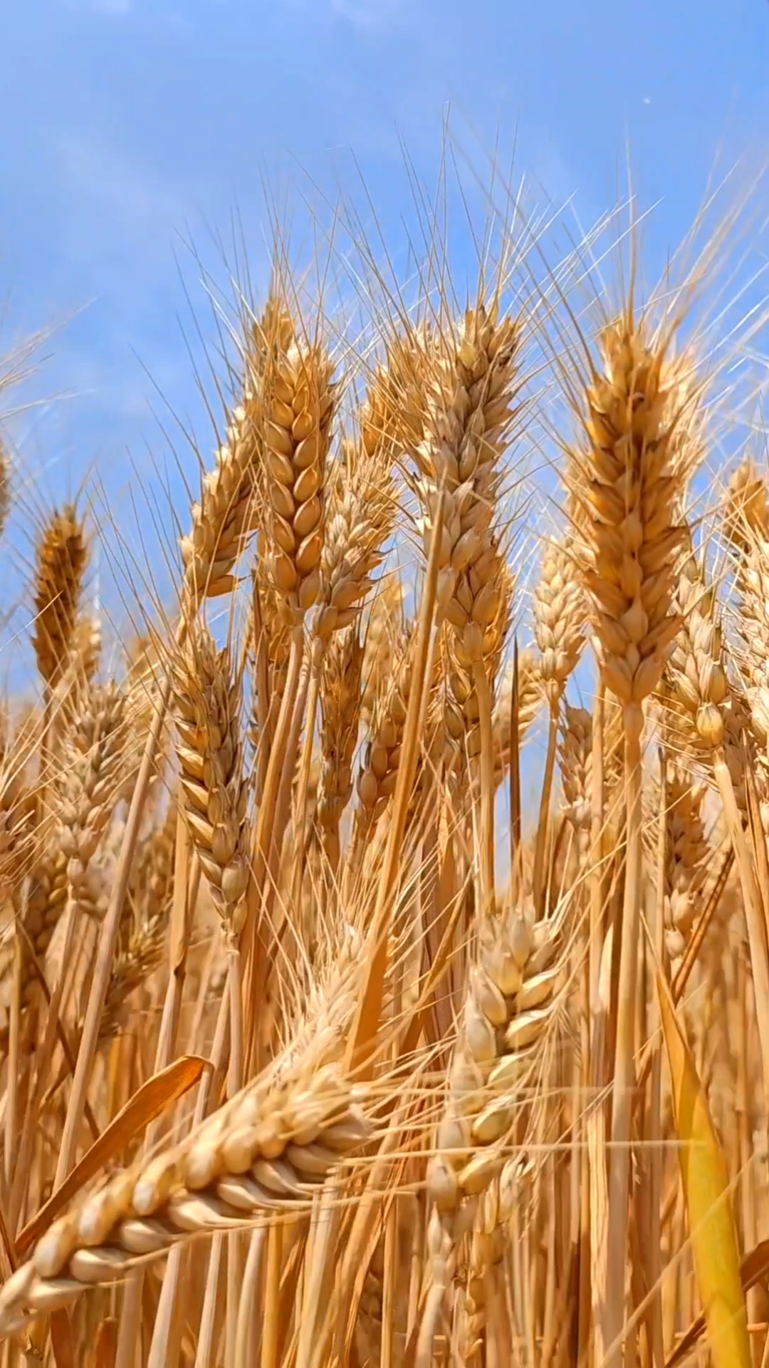 华北大平原,一年两季农作物,主产小麦玉米,今年小麦大丰收.