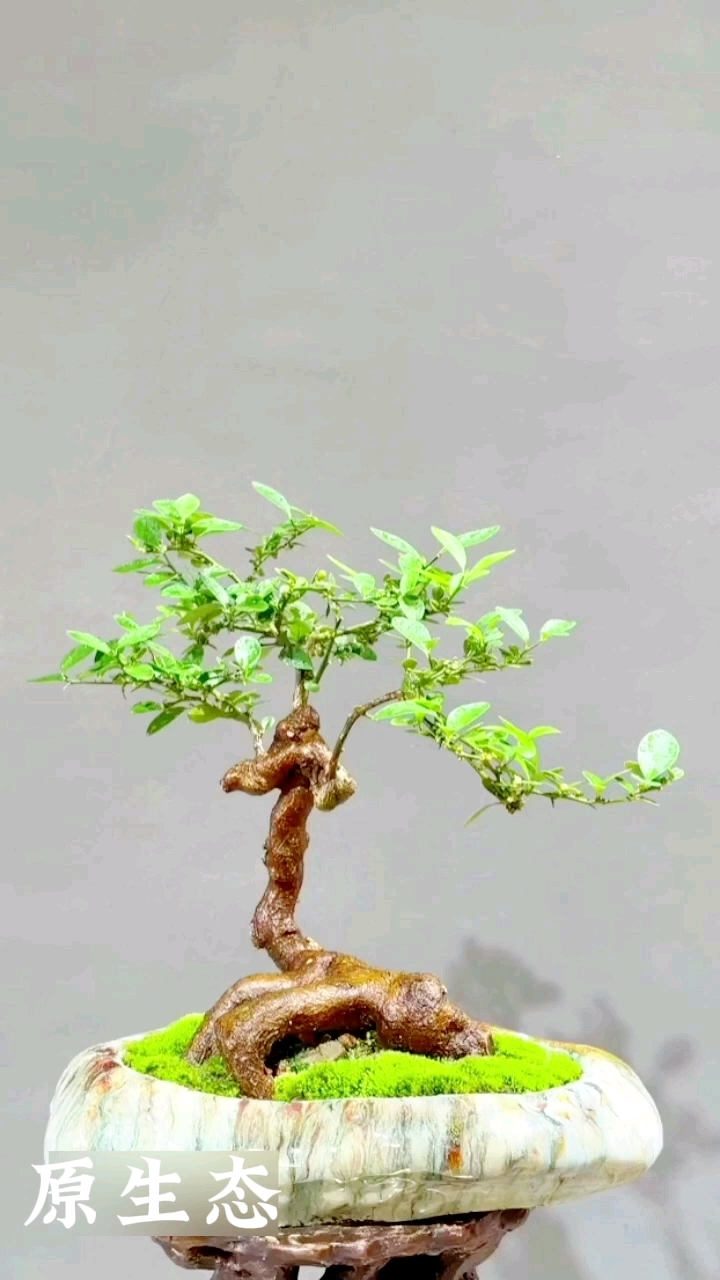 金豆盆栽#盆景造型#茶桌伴侣#绿植软装#身边植物#生态造景